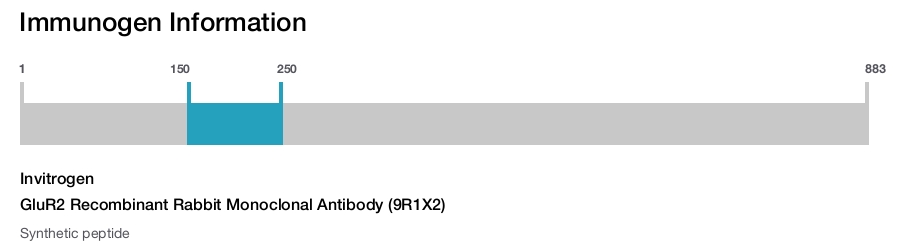 GluR2 Recombinant Rabbit Monoclonal Antibody (9R1X2)
