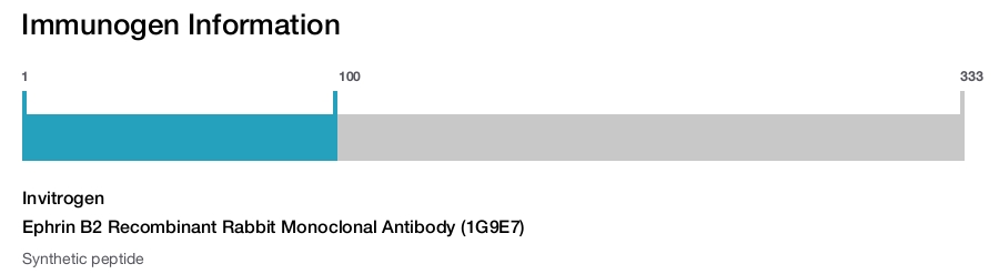 Ephrin B2 Recombinant Rabbit Monoclonal Antibody (1G9E7)