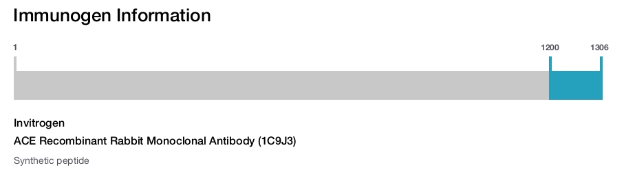 ACE Recombinant Rabbit Monoclonal Antibody (1C9J3)