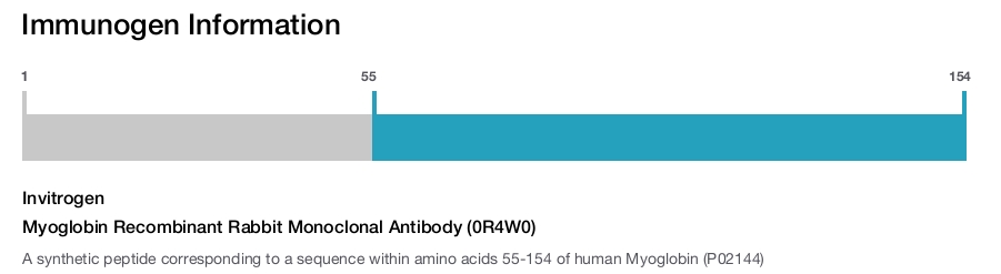 Myoglobin Recombinant Rabbit Monoclonal Antibody (0R4W0)