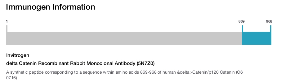 delta Catenin Recombinant Rabbit Monoclonal Antibody (5N7Z0)