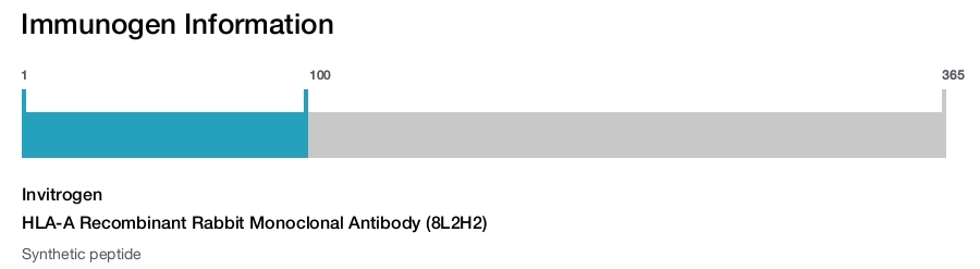 HLA-A Recombinant Rabbit Monoclonal Antibody (8L2H2)