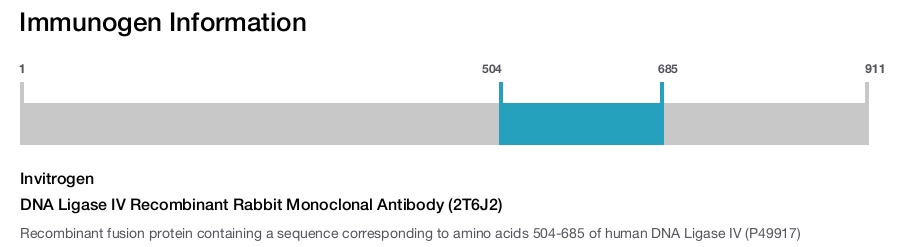 DNA Ligase IV Recombinant Rabbit Monoclonal Antibody (2T6J2)
