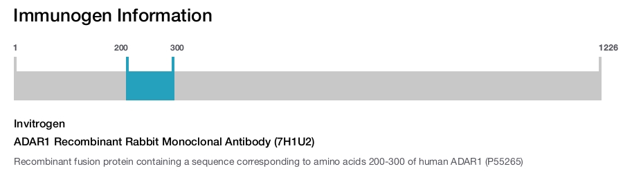 ADAR1 Recombinant Rabbit Monoclonal Antibody (7H1U2)