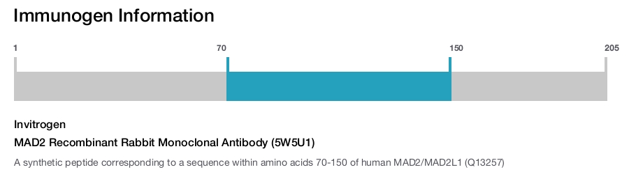 MAD2 Recombinant Rabbit Monoclonal Antibody (5W5U1)