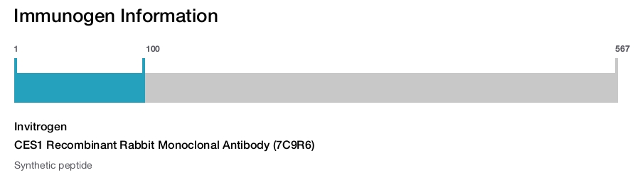 CES1 Recombinant Rabbit Monoclonal Antibody (7C9R6)