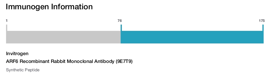 ARF6 Recombinant Rabbit Monoclonal Antibody (9E7T9)