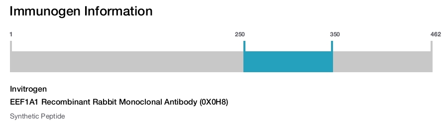 EEF1A1 Recombinant Rabbit Monoclonal Antibody (0X0H8)