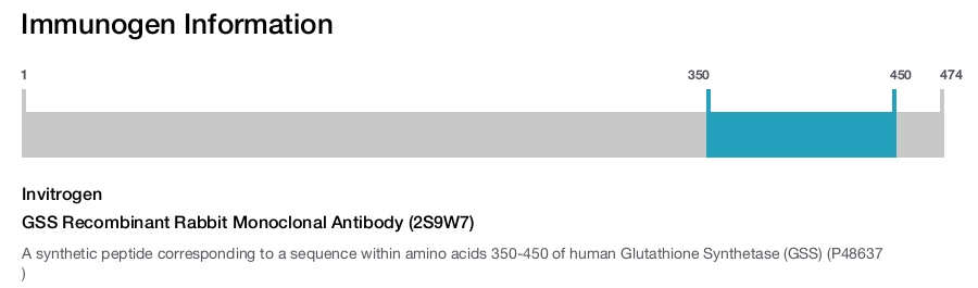 GSS Recombinant Rabbit Monoclonal Antibody (2S9W7)