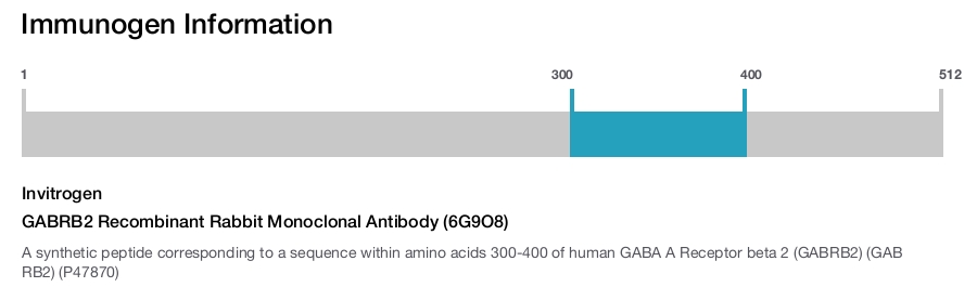 GABRB2 Recombinant Rabbit Monoclonal Antibody (6G9O8)