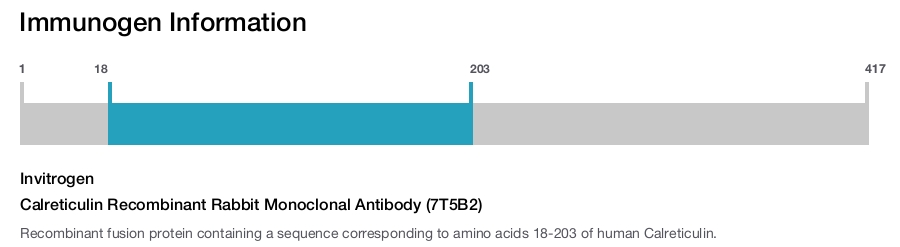 Calreticulin Recombinant Rabbit Monoclonal Antibody (7T5B2)
