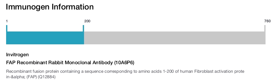 FAP Recombinant Rabbit Monoclonal Antibody (10A6P6)