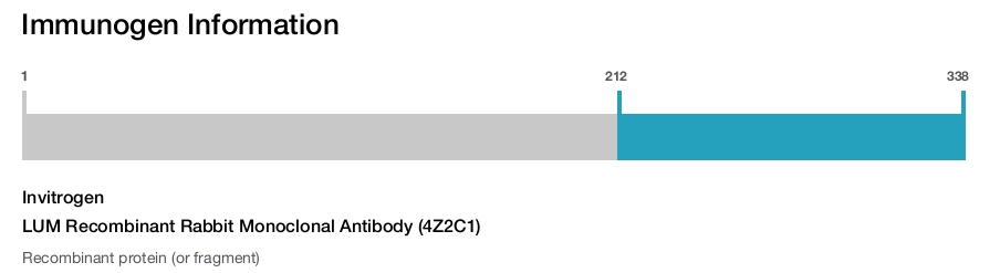 LUM Recombinant Rabbit Monoclonal Antibody (4Z2C1)