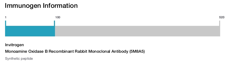 Monoamine Oxidase B Recombinant Rabbit Monoclonal Antibody (5M8A5)