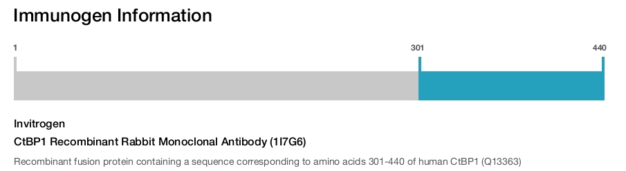 CtBP1 Recombinant Rabbit Monoclonal Antibody (1I7G6)