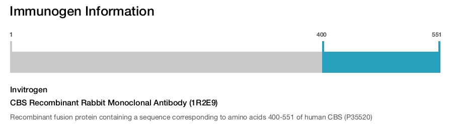 CBS Recombinant Rabbit Monoclonal Antibody (1R2E9)