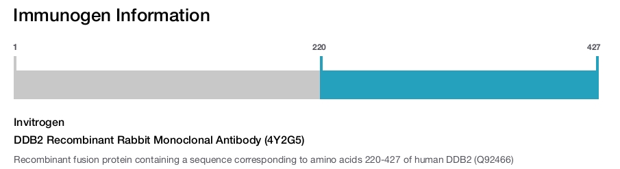 DDB2 Recombinant Rabbit Monoclonal Antibody (4Y2G5)