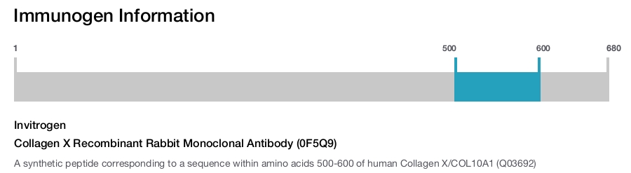 Collagen X Recombinant Rabbit Monoclonal Antibody (0F5Q9)