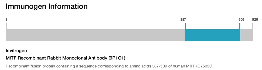 MiTF Recombinant Rabbit Monoclonal Antibody (9P1O1)
