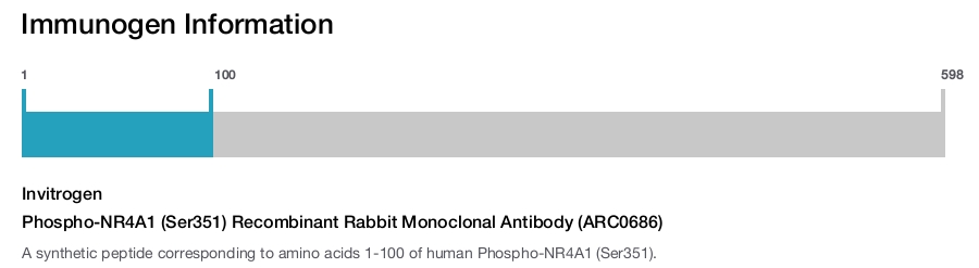 Phospho-NR4A1 (Ser351) Recombinant Rabbit Monoclonal Antibody (ARC0686)