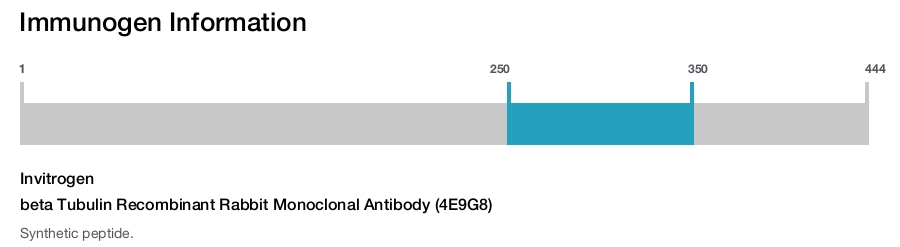 beta Tubulin Recombinant Rabbit Monoclonal Antibody (4E9G8)