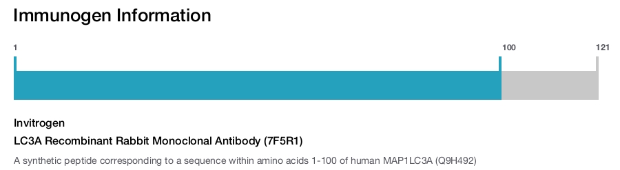LC3A Recombinant Rabbit Monoclonal Antibody (7F5R1)