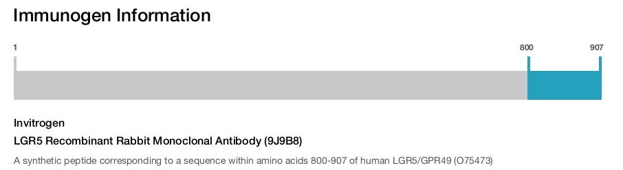 LGR5 Recombinant Rabbit Monoclonal Antibody (9J9B8)