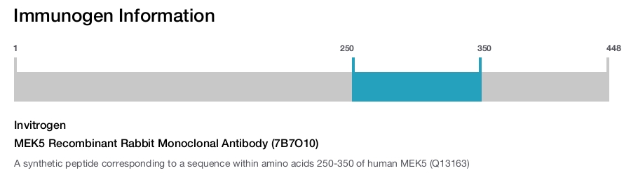 MEK5 Recombinant Rabbit Monoclonal Antibody (7B7O10)