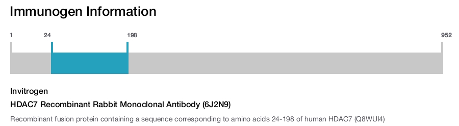 HDAC7 Recombinant Rabbit Monoclonal Antibody (6J2N9)