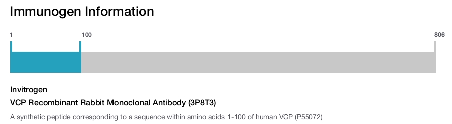 VCP Recombinant Rabbit Monoclonal Antibody (3P8T3)