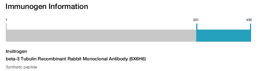 beta-3 Tubulin Recombinant Rabbit Monoclonal Antibody (6X6H6)