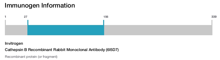 Cathepsin B Recombinant Rabbit Monoclonal Antibody (6I5D7)