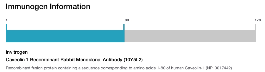 Caveolin 1 Recombinant Rabbit Monoclonal Antibody (10Y5L2)