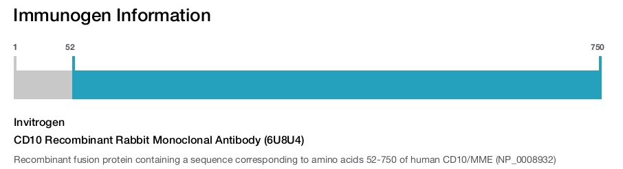 CD10 Recombinant Rabbit Monoclonal Antibody (6U8U4)