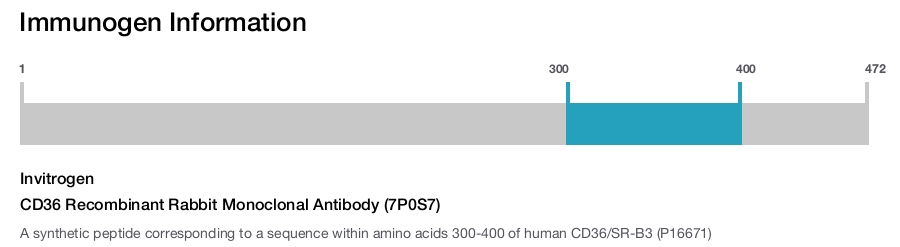 CD36 Recombinant Rabbit Monoclonal Antibody (7P0S7)