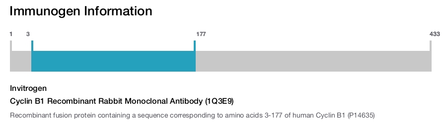 Cyclin B1 Recombinant Rabbit Monoclonal Antibody (1Q3E9)