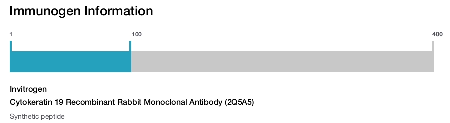 Cytokeratin 19 Recombinant Rabbit Monoclonal Antibody (2Q5A5)