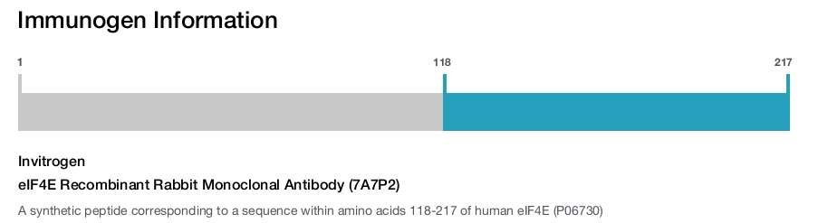 eIF4E Recombinant Rabbit Monoclonal Antibody (7A7P2)