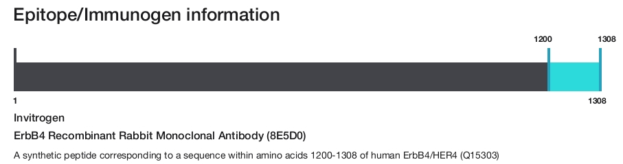ErbB4 Recombinant Rabbit Monoclonal Antibody (8E5D0)