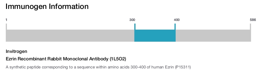 Ezrin Recombinant Rabbit Monoclonal Antibody (1L5O2)