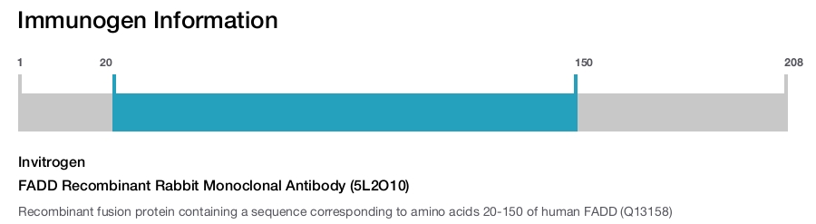 FADD Recombinant Rabbit Monoclonal Antibody (5L2O10)