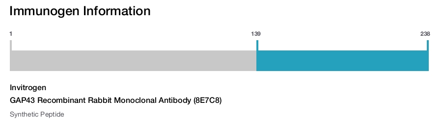 GAP43 Recombinant Rabbit Monoclonal Antibody (8E7C8)