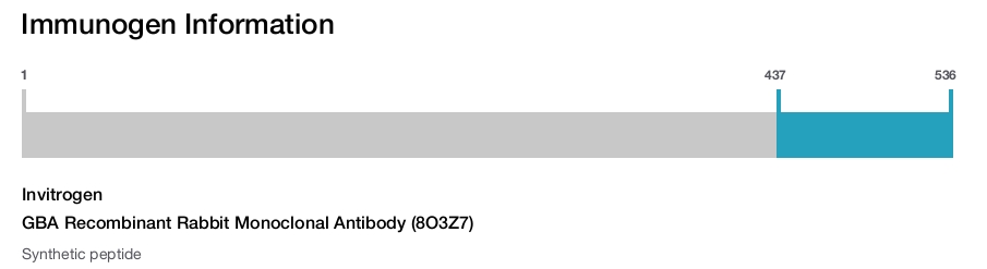 GBA Recombinant Rabbit Monoclonal Antibody (8O3Z7)