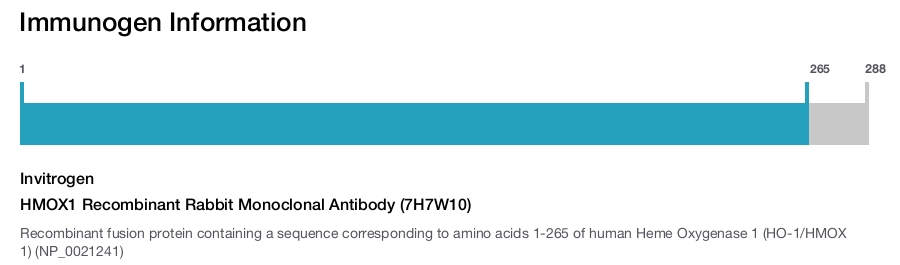HMOX1 Recombinant Rabbit Monoclonal Antibody (7H7W10)