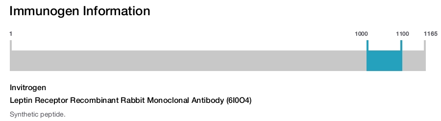 Leptin Receptor Recombinant Rabbit Monoclonal Antibody (6I0O4)