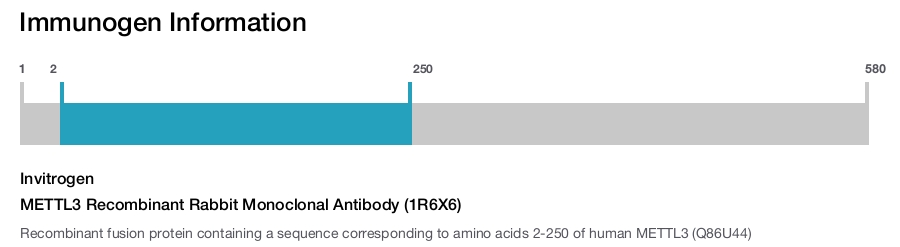 METTL3 Recombinant Rabbit Monoclonal Antibody (1R6X6)