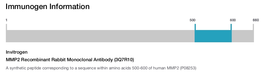 MMP2 Recombinant Rabbit Monoclonal Antibody (3Q7R10)