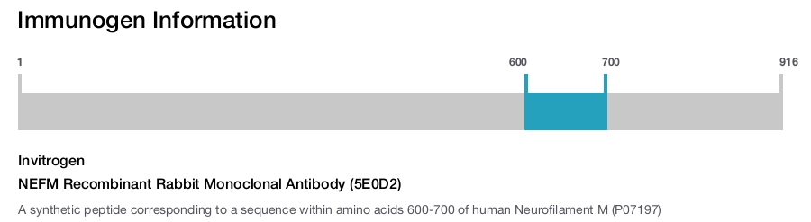NEFM Recombinant Rabbit Monoclonal Antibody (5E0D2)