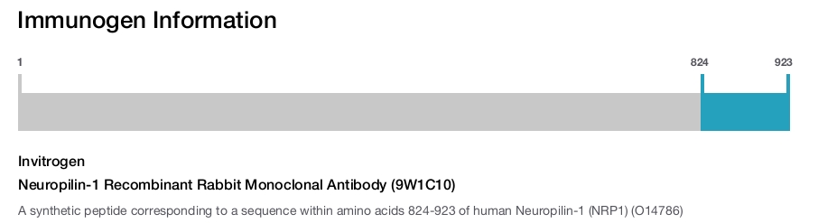 Neuropilin-1 Recombinant Rabbit Monoclonal Antibody (9W1C10)