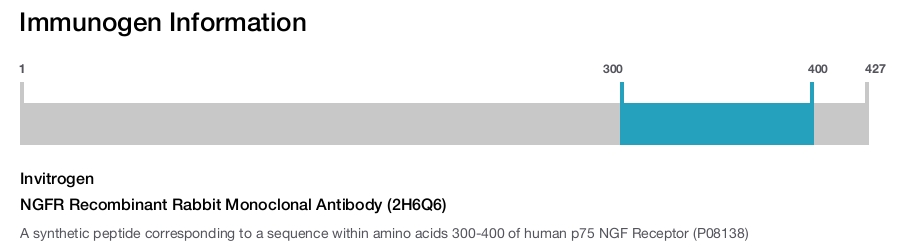 NGFR Recombinant Rabbit Monoclonal Antibody (2H6Q6)